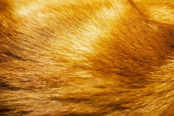 Текстура меха красной кошки — стоковое фото