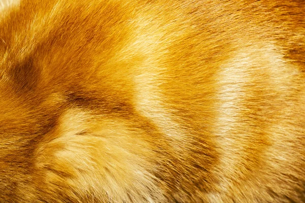 Textura de pele de gato vermelho — Fotografia de Stock