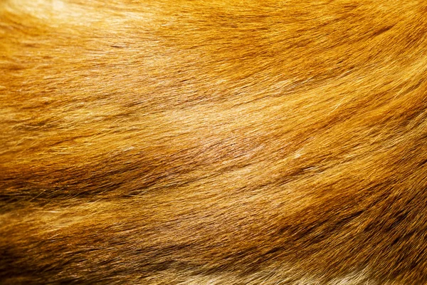 Текстура меха красной кошки — стоковое фото