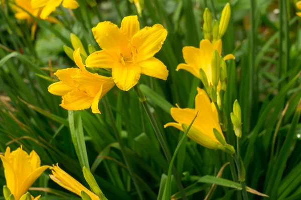 Lirio amarillo en el jardín — Foto de Stock