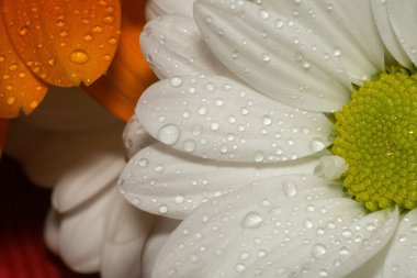 Papatya çayı yakın.