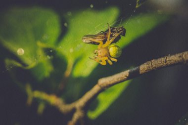 Örümcek Web makro filtre