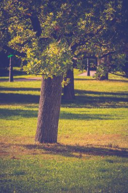 Güneşli Şehir Parkı Retro