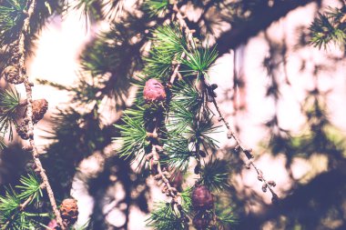 Güneşli Çamın dalları