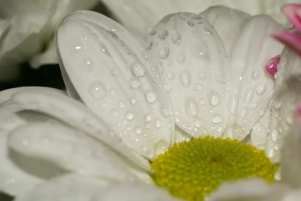 Chamomile Close Up — Stock Photo, Image