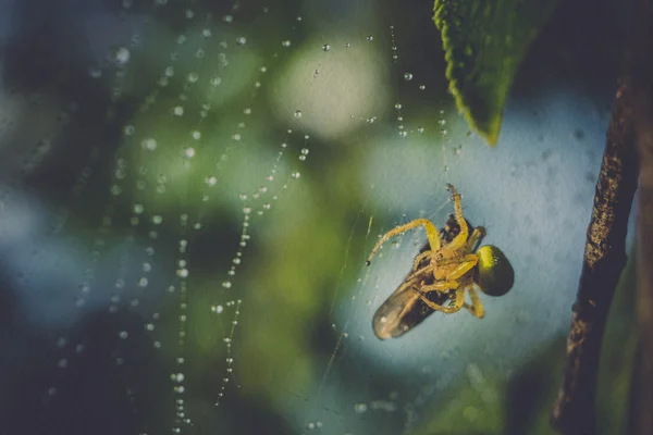 Spinnennetzmakro gefiltert — Stockfoto