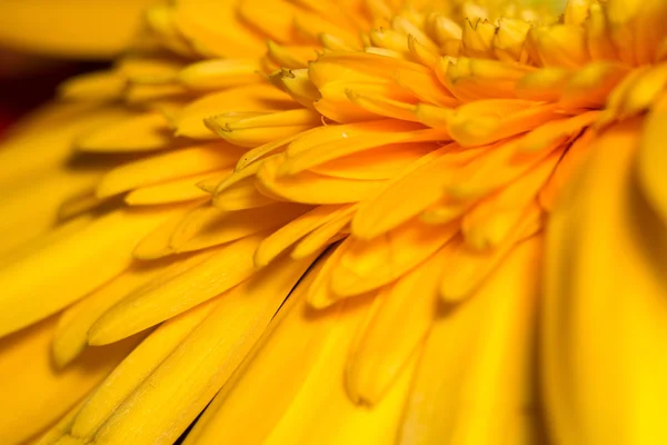 Gerbera żółta makro — Zdjęcie stockowe