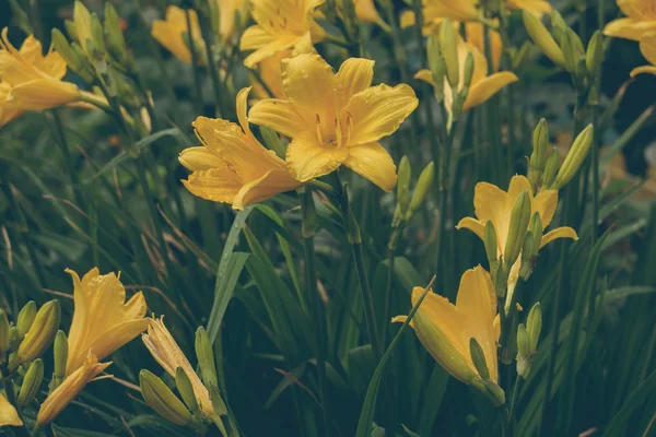 花园里的黄色百合花 — 图库照片