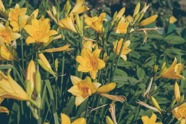 Crin galben în grădină — Fotografie, imagine de stoc