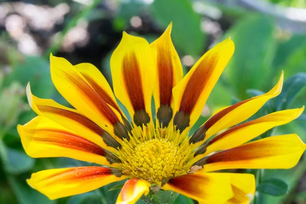 Yellow Red Flower in the Garden — Stock Photo, Image