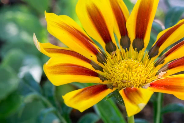 Yellow Red Flower in the Garden — Stock Photo, Image
