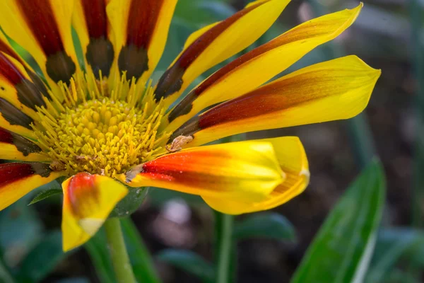 Yellow Red Flower in the Garden — Stock Photo, Image