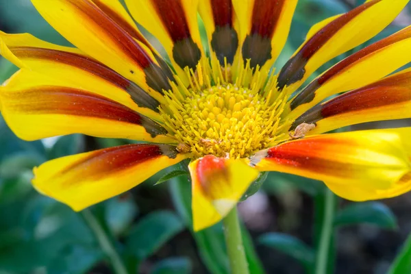 Fleur rouge jaune dans le jardin — Photo