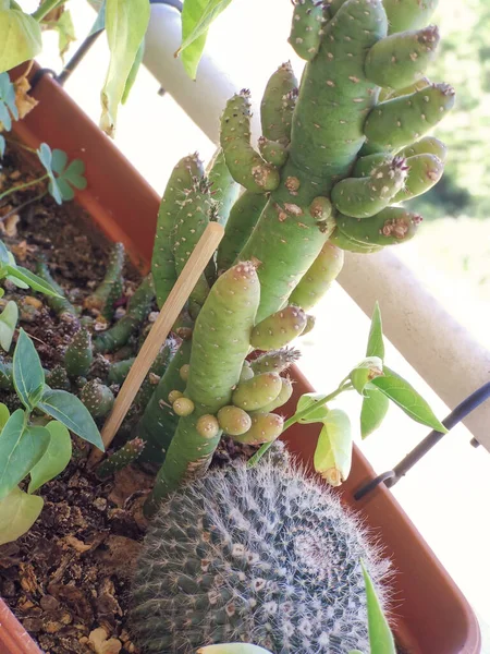 Potje Met Verschillende Soorten Cactus Die Samen Leven Met Enkele — Stockfoto