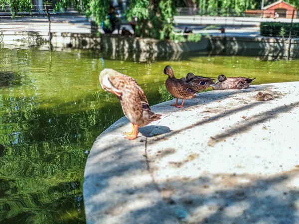 Entengruppe Pflegt Teich Stadtpark — Stockfoto