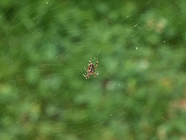 Spin Het Midden Van Een Web Een Groene Achtergrond Van — Stockfoto