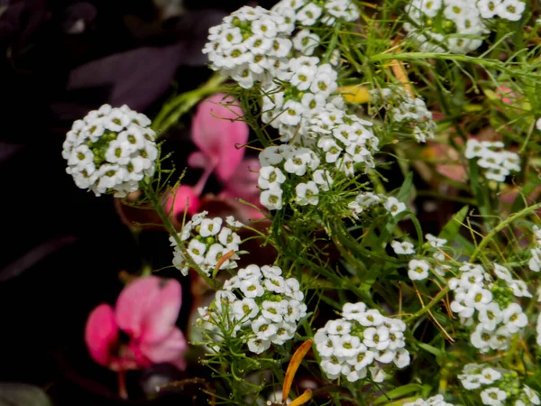 Małe Białe Różowe Kwiaty Ciemnym Tle Skupienie Selektywne — Zdjęcie stockowe