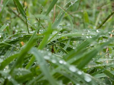 Bulutlu bir sonbahar gününde sabah çiğ tanesiyle çimenlenmiş