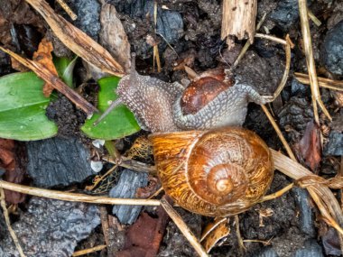 Dallarla dolu ıslak bir zeminde yürüyen kahverengi salyangoz.