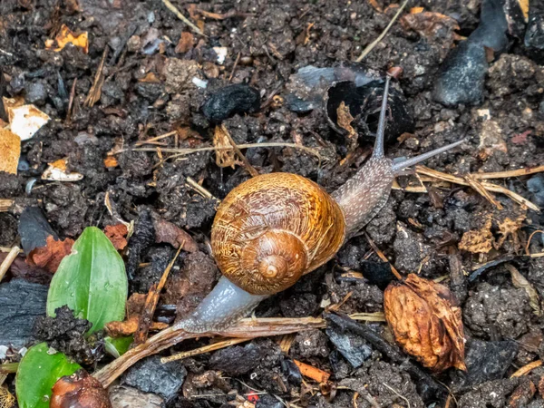 Brown snail walking on a wet ground full of branches