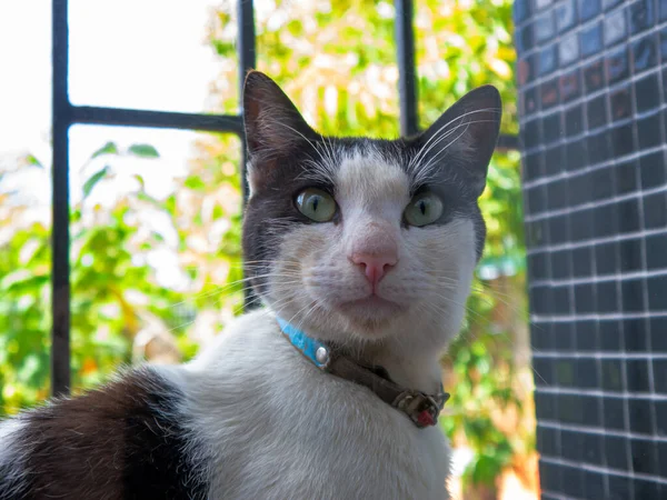 Portrait of a black and white cat with blue collar looking at the camera