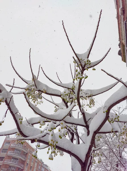 Baum Mit Schneebedeckten Ästen Nach Schneesturm Der Stadt — Stockfoto