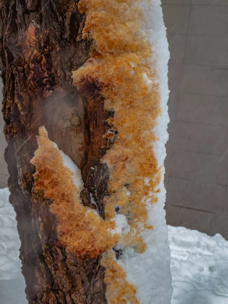 Albero Città Con Resina Neve Che Mescolano Sulla Corteccia — Foto Stock