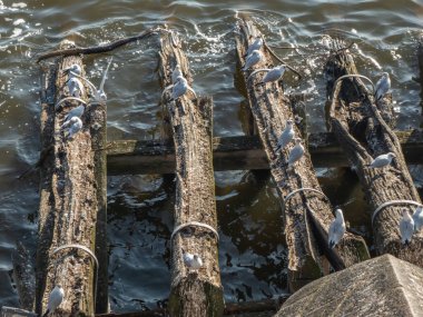 Bir köprünün yanında martılarla dolu ahşap kütük tabanı.
