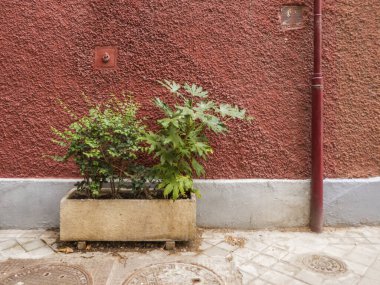 Kırmızımsı duvarın yanında yeşil bitkiler ve sokakta borular.