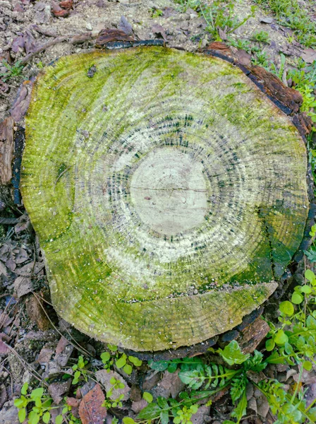 Ceppo Legno Ricoperto Muschio Terreno Coperto Foglie Secche — Foto Stock