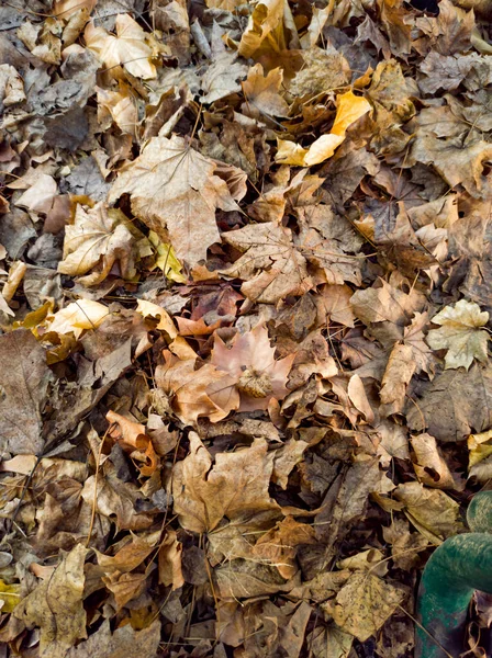 Zem Posetá Suchým Spadaným Listím Zamračeného Podzimního Dne — Stock fotografie