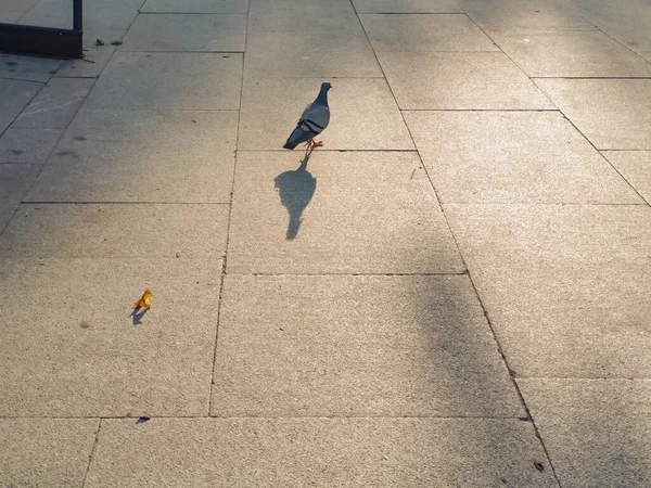 Taube Wandert Unter Der Abendsonne Einem Sonnigen Sommertag — Stockfoto