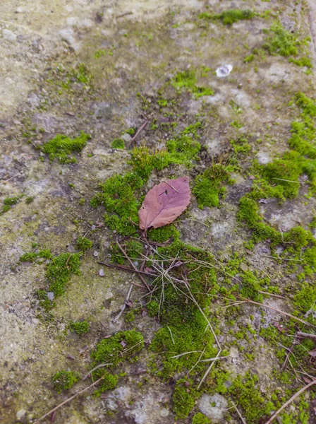 Dry Leaf Sticks Top Overgrown Moss Ground Cloudy Winter Day — Stock Photo, Image