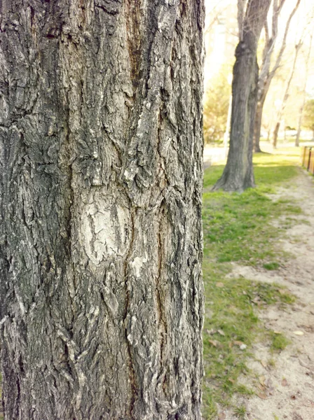 Güneşli Bir Kış Gününde Parktaki Kabuk Ağacının Yakınına — Stok fotoğraf