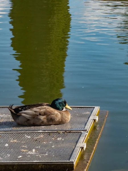 Einsame Ente Ruht Einem Sonnigen Wintertag Auf Einer Schwimmenden Metallplattform — Stockfoto