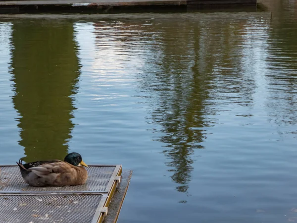 Einsame Ente Ruht Einem Wintertag Einem Städtischen Parkteich — Stockfoto