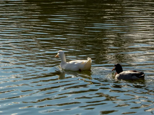 在一个阳光明媚的冬日 成群的鸭子从相机前游走 — 图库照片