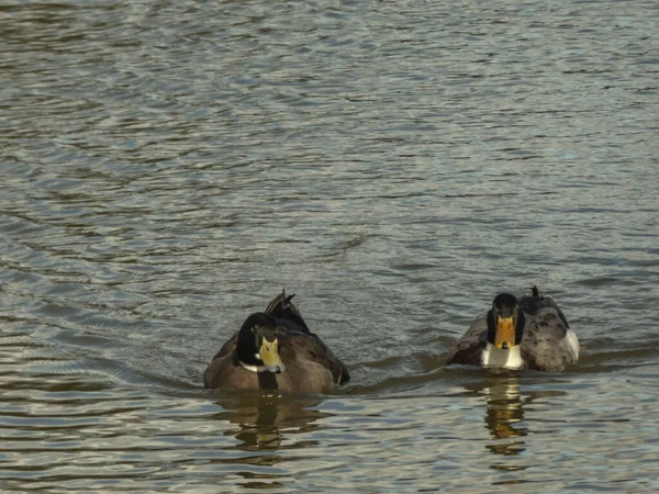 Enten Schwimmen Einem Sonnigen Wintertag Friedlich Einem Parkteich — Stockfoto