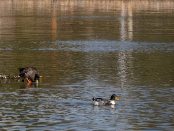 Ente Trinkt Teichwasser Während Eine Andere Ente Einem Sonnigen Wintertag — Stockfoto
