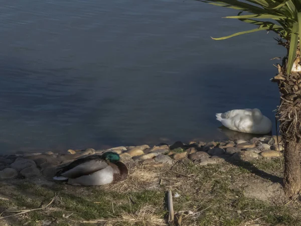 Ente Ruht Ufer Eines Teiches Während Eine Andere Ente Auf — Stockfoto