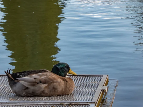 Einsame Ente Ruht Einem Wintertag Auf Einer Schwimmenden Plattform Auf — Stockfoto