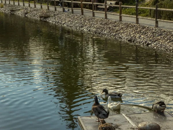 Entenschwärme Auf Schwimmender Plattform Auf Einem See Einem Stadtpark — Stockfoto