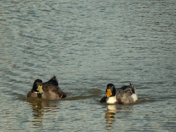 Ein Entenpaar Schwimmt Einem Sonnigen Wintertag Friedlich Einem Teich — Stockfoto