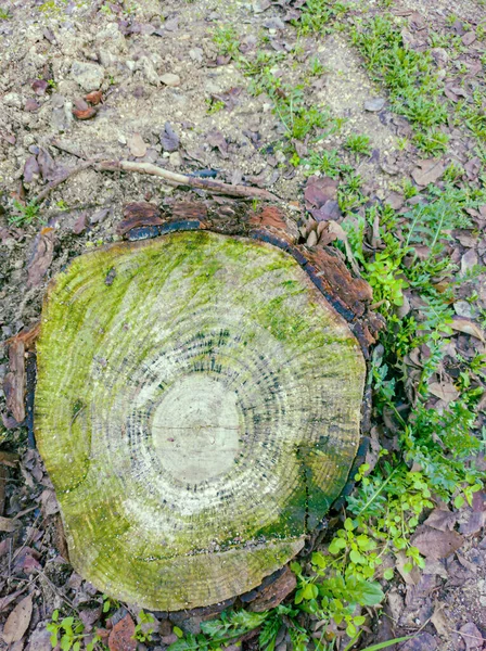 Ceppo Legno Ricoperto Muschio Terreno Sabbioso — Foto Stock