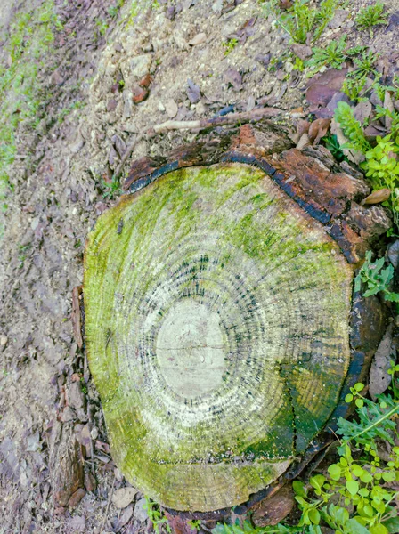 Ceppo Legno Coperto Muschio Terreno Sabbioso Con Vegetazione — Foto Stock