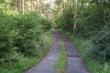 Ormandaki orman yolu