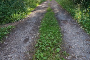 Ormandaki orman yolu