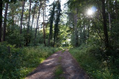 Ormandaki orman yolu