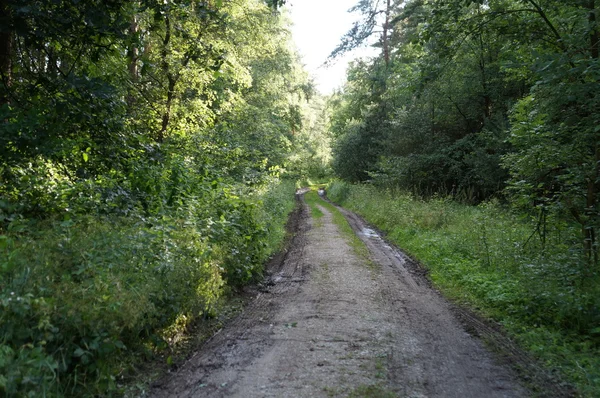 Лісова стежка в лісі — стокове фото