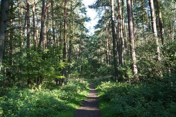 Forest and plants — Stock Photo, Image